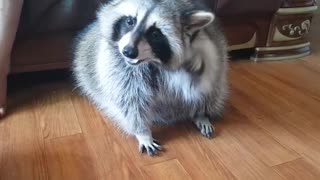 Pet raccoon struggles to react treat on top of his head