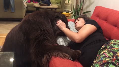 Newfoundland tries his best to make owner feel better