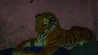 Tiger com from nepal national park