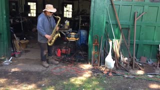 Watch this goose jamming out to a farmer's jazzy sax solo