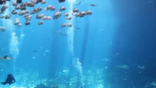 Georgia Aquarium Fish