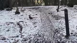 Pheasant Tries to Stop Car From Driving