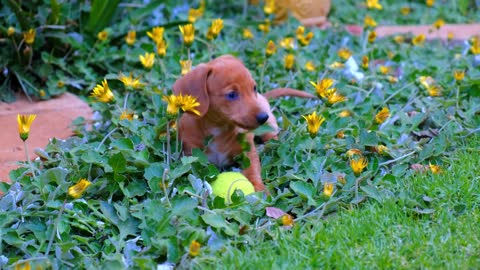 A Person With A Cute Brown Puppy Playing With A Tennis Ball