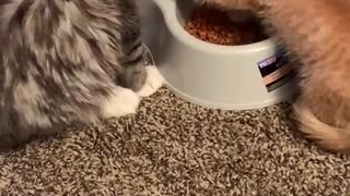 Cat Gets Stiff Armed From Food