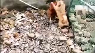 Dog VS chicken Fight - Funny video