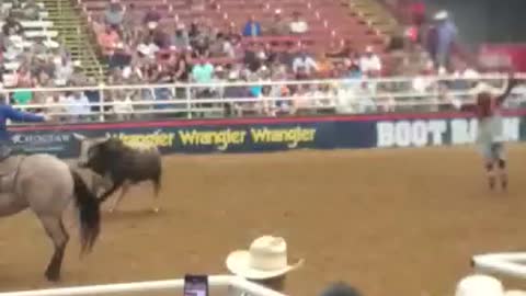 Roping a bull. Using horse power