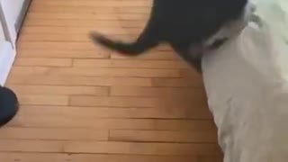 Cat trying to jump *FAIL*
