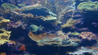 video amazing underwater marine life