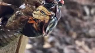 Cicada Birth