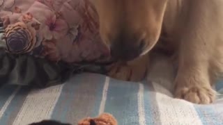 Playful Golden Retriever Gets An Adorable Puppy Friend