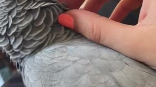 Parrot enjoying his massage
