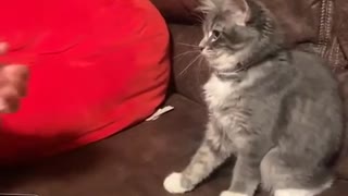 Playful Kitten Reacts to Finger Guns