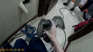 Pigeon Rescued from Inside a Wall