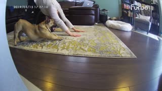 French bulldog mimics all moves of the owner
