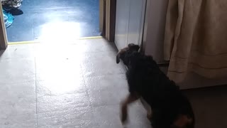 Funny puppy airedale terrier
