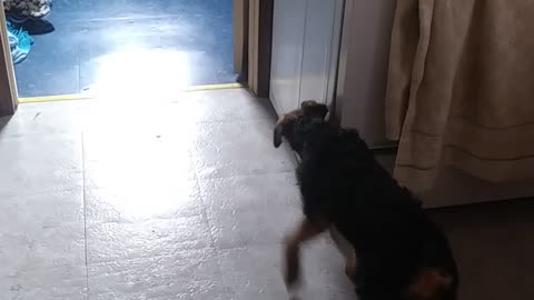 Funny puppy airedale terrier
