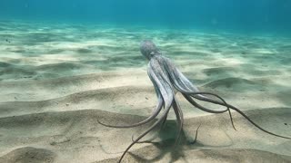 Graceful Octopus Glides Across Ocean Floor