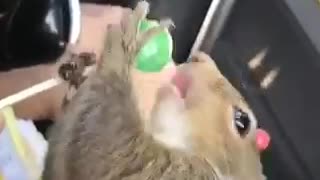 Squirrel licking lollipop