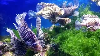 My video of the fish