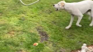 Pup runs in circles trying to catch water from the sprinkler