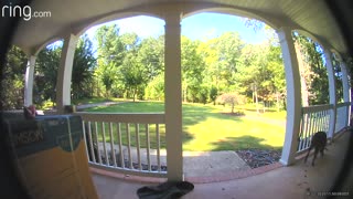 Dog Discovers Doorbell Cam