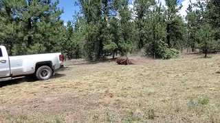 Chevy Truck finishing the job with taking the Big Tree away