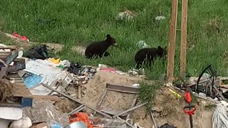 Groups of Bears Gather at Trash Dump