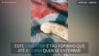Cobra tenta se enterrar em cobertor
