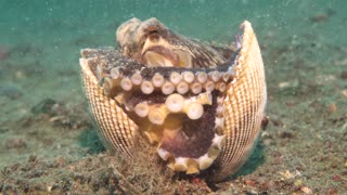 Coconut Octopus Walking with a Shell