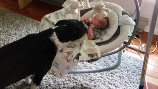 THE DOG TAKES THE PACIFIER FROM THE BABY