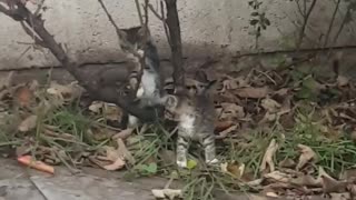 😻 2 baby Tiger kittens playing and climbing up mini tree