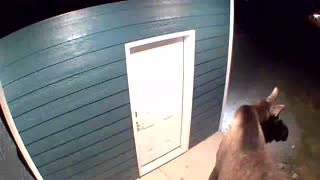 Momma Moose attacking a pumpkin at the front door.