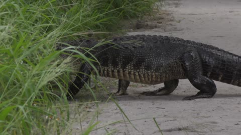 Large alligator crossing a trail in Florida park