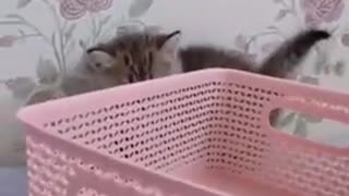 Cute Playing Baby Funny Cat