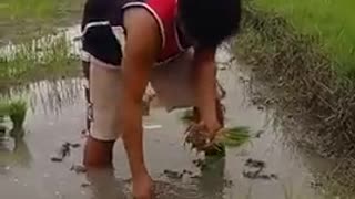 Planting Rice by hand