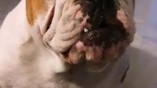Crybaby English Bulldog requires tons of attention