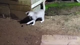 This cat playing with a cockroach