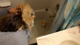What Happens When You Bathe A Cat