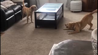 Golden retriever puppies chasing each other