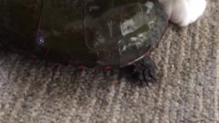 Saved a turtle from a stray dog part 1