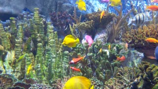 Fish swimming at aquarium