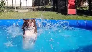 Adventurous doggy launches himself into the pool