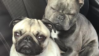 Cute dogs caught snuggling each other in car