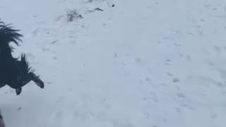 Dogs playing in snow CO Mountains