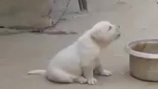 Puppy singing cockadoodledo !?! Crazy funny!