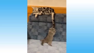 Cute pets and Funny Animals Compilation 2021 new