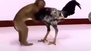 Monkey and dicky fight