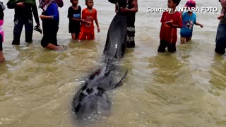 Dozens of whales die on Indonesian beach
