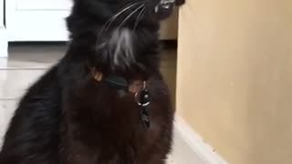 Vampire Cat Shows off Fangs