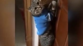 the cat opens the door